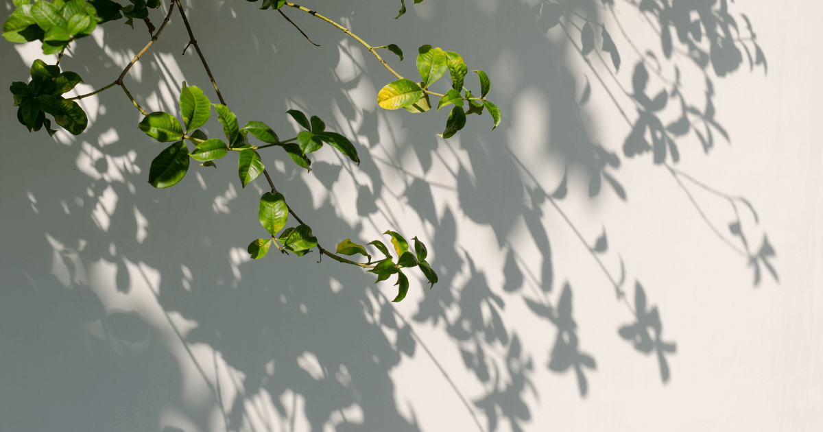 yoyoのイメージ画像